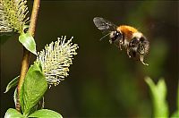 Fauna & Flora: insect macro photography