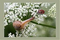 Fauna & Flora: insect macro photography