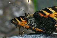 Fauna & Flora: insect macro photography