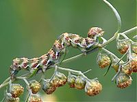 Fauna & Flora: insect macro photography