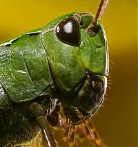 Fauna & Flora: insect macro photography