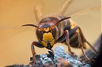 Fauna & Flora: insect macro photography