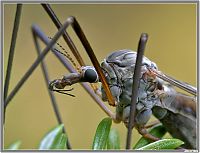 Fauna & Flora: insect macro photography