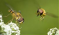 Fauna & Flora: insect macro photography