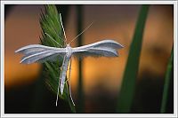 Fauna & Flora: insect macro photography