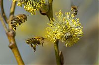 Fauna & Flora: insect macro photography