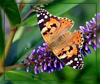 Fauna & Flora: insect macro photography