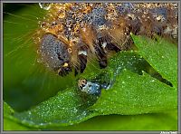 Fauna & Flora: insect macro photography