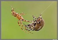 Fauna & Flora: insect macro photography