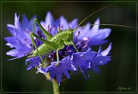 Fauna & Flora: insect macro photography