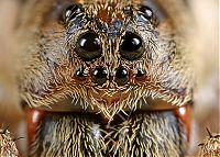 Fauna & Flora: insect macro photography