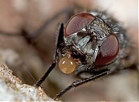 Fauna & Flora: insect macro photography