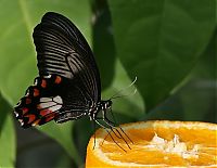 Fauna & Flora: insect macro photography