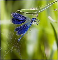 Fauna & Flora: insect macro photography