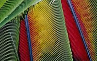 Fauna & Flora: animal patterns