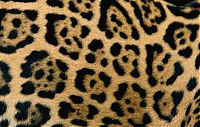 Fauna & Flora: animal patterns