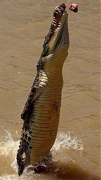 TopRq.com search results: jumping crocodile