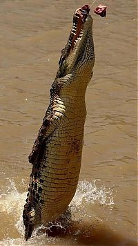 Fauna & Flora: jumping crocodile