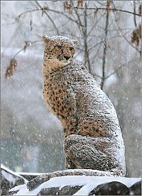 Fauna & Flora: Funny animals