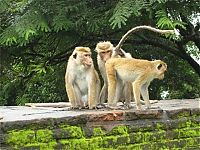 Fauna & Flora: Funny animals