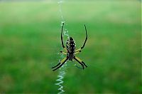 Fauna & Flora: spider web