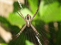 Fauna & Flora: spider web