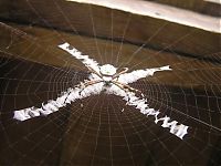 TopRq.com search results: spider web