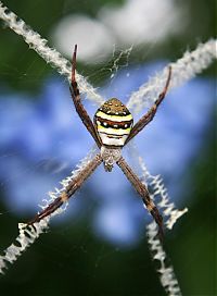 Fauna & Flora: spider web