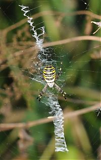 Fauna & Flora: spider web