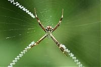 Fauna & Flora: spider web