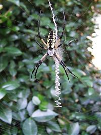 Fauna & Flora: spider web