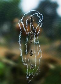 Fauna & Flora: spider web