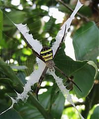 Fauna & Flora: spider web