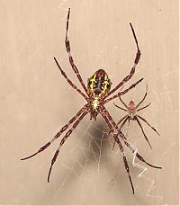 Fauna & Flora: spider web