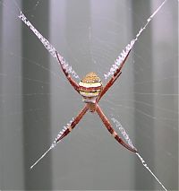 TopRq.com search results: spider web