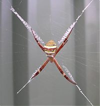 Fauna & Flora: spider web