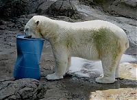 Fauna & Flora: playful polar bear