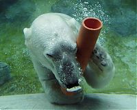 Fauna & Flora: playful polar bear