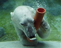 TopRq.com search results: playful polar bear