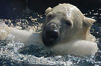 Fauna & Flora: playful polar bear