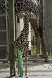 Fauna & Flora: injured animals