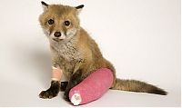 Fauna & Flora: injured animals