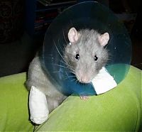 TopRq.com search results: injured animals