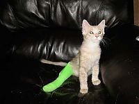 TopRq.com search results: injured animals