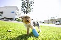 TopRq.com search results: injured animals