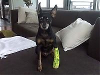 TopRq.com search results: injured animals