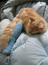 TopRq.com search results: injured animals