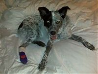 TopRq.com search results: injured animals