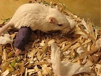 TopRq.com search results: injured animals