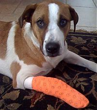 TopRq.com search results: injured animals